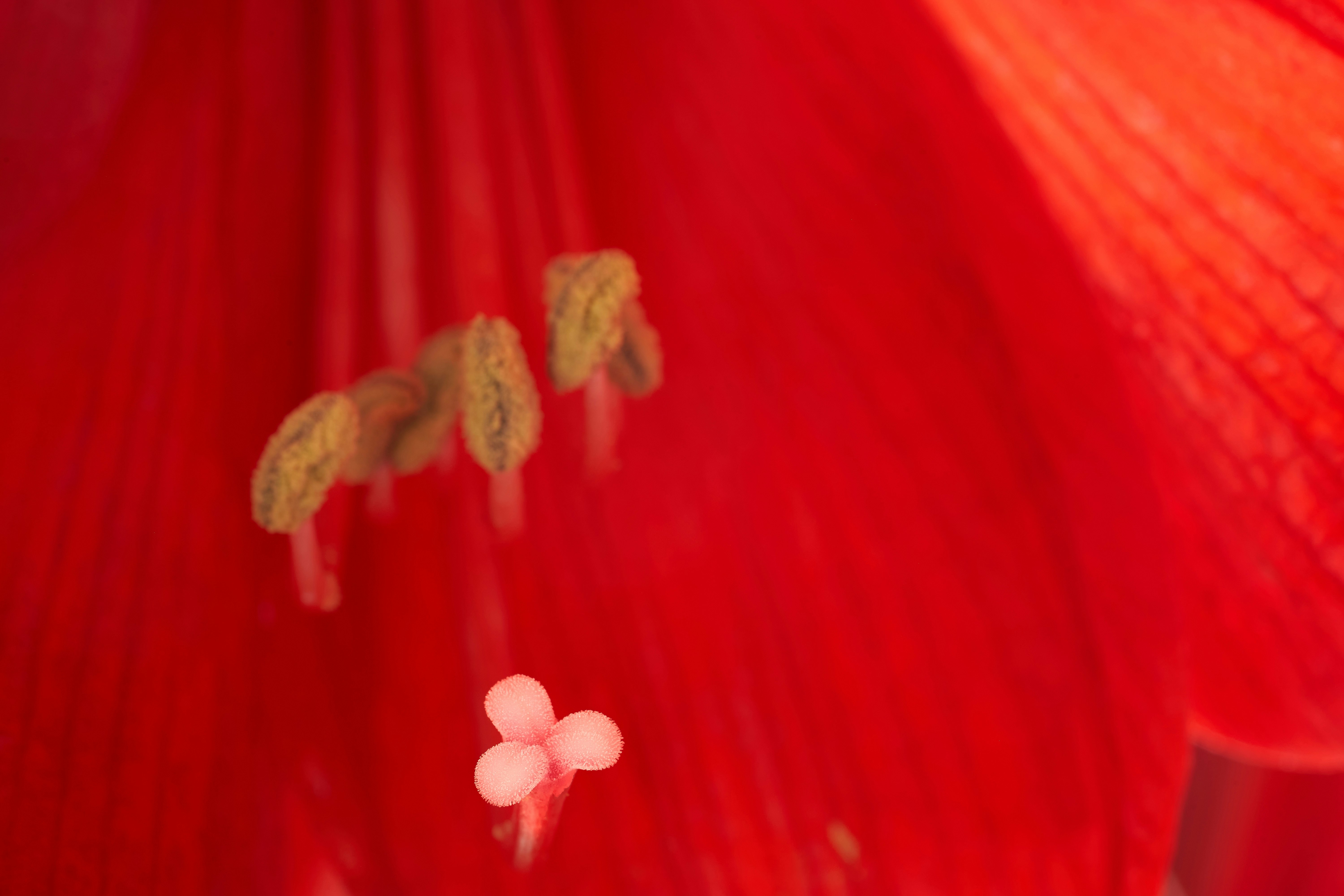 red and white floral textile